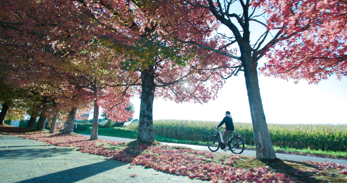 Utilisateur circulant à vélo hydrogène sur une route bordée d’arbres